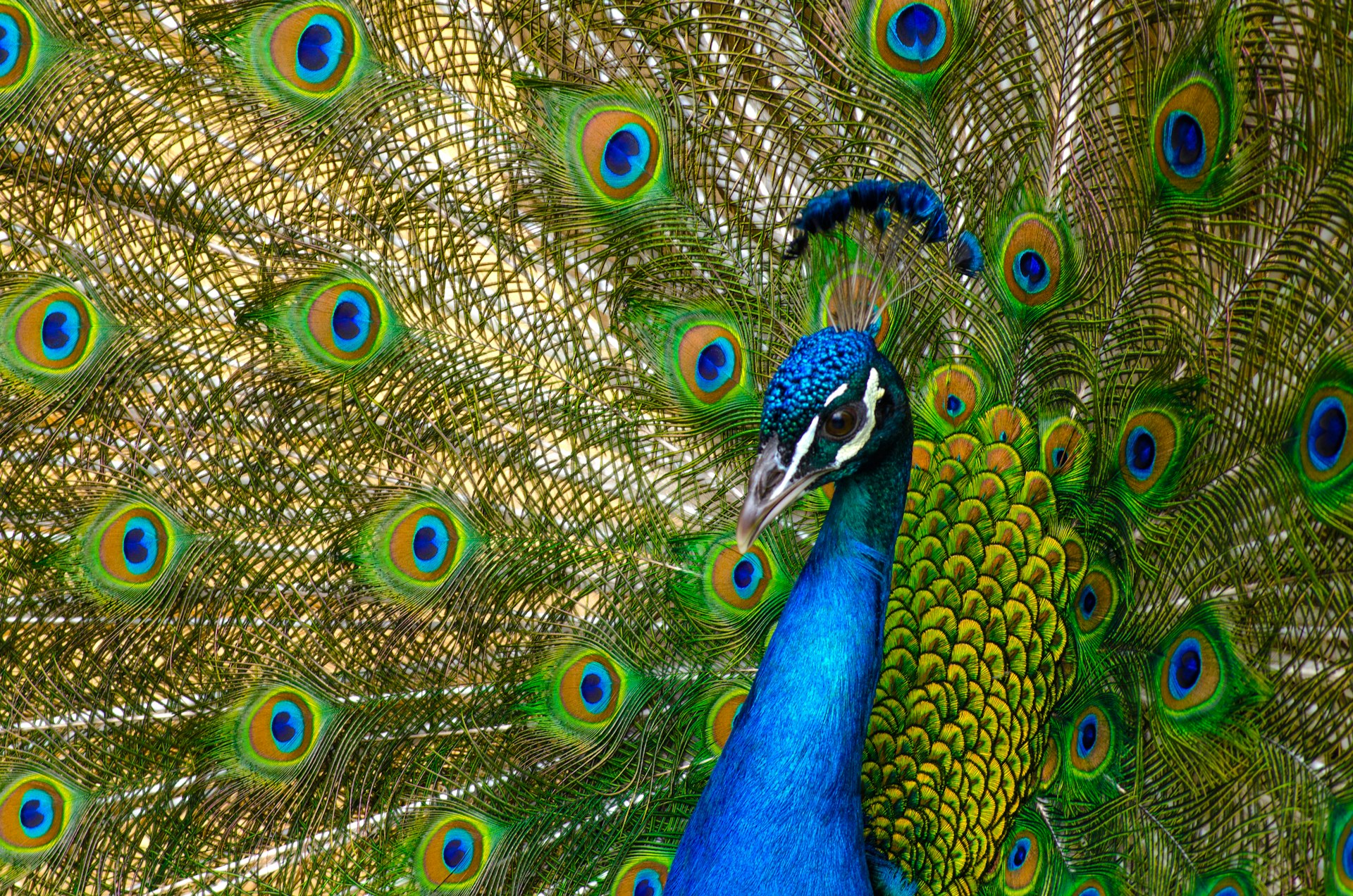 pavo real