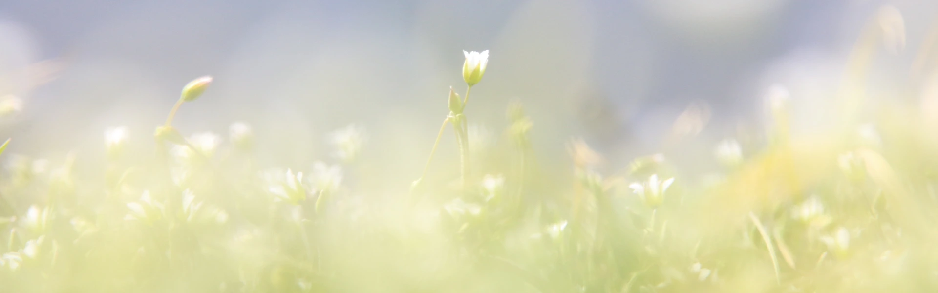 spring cleanse